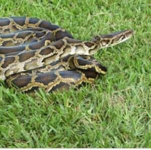 Meet your Posher, Julia